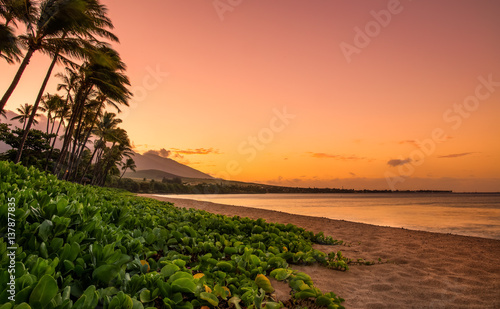 Maui sunset with green plants