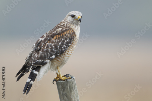 Red-shouldered Hawk (Buteo lineatus) standing on fence post, Florida, USA