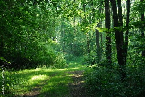 Poleski Park Narodowy.