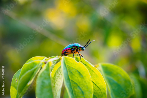 Jewel Bug in the nature