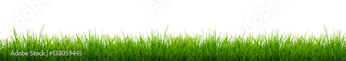 Blades of Green Grass Isolated on a white background.