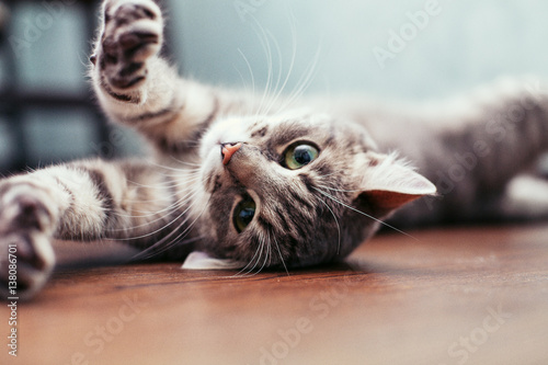 Beautiful gray cat lying on the floor. The concept of pets.