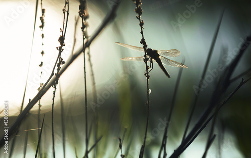 dragonfly resting in a biotope