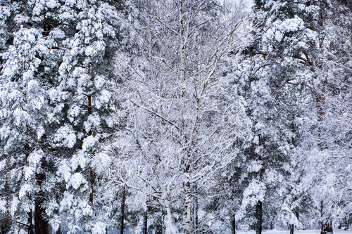 It's snowing in the Alexandria Park. Bila Tserkva.