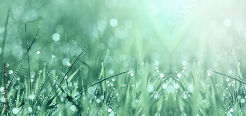 Website banner of grass and water drops in spring
