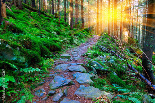 pathway in green forest