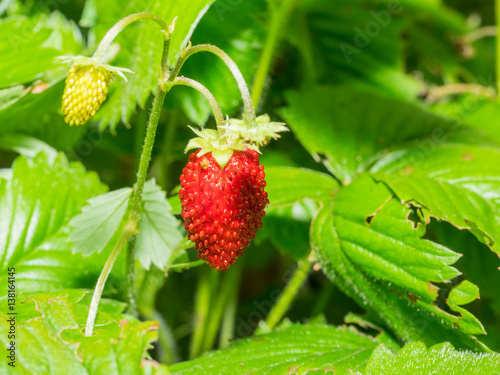 Wild strawberry