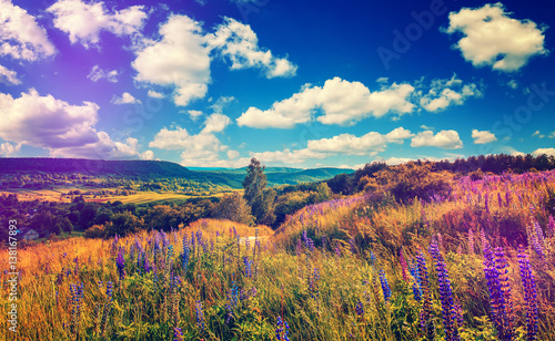 fantastic sunny day, road on hill with blue lupine flowers, perfect blue sky in the background. wonderful nature view. creative image. instagram filter