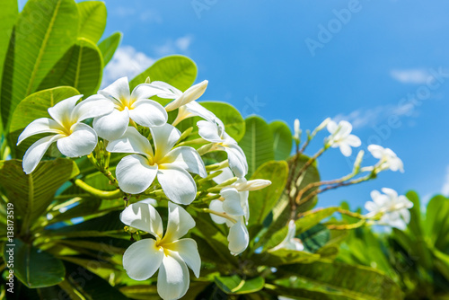 White plumeria with blue sky background