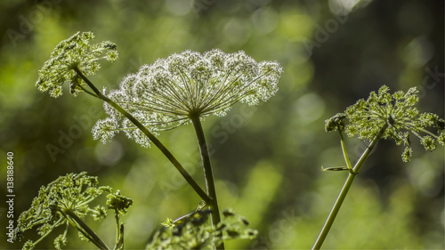 Hemlock Spotted - toxic biennial herbaceous plant of the family Umbrella