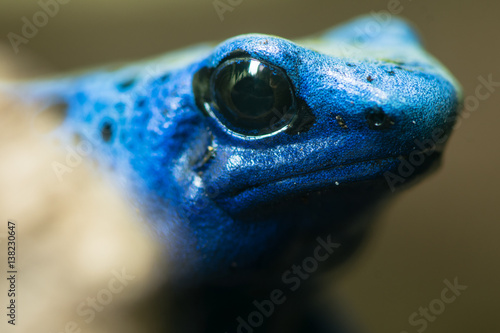 Blue poison dart frog (Dendrobates tinctorius azureus). Head and eyes of amphibian aka blue poison arrow frog, native to Suriname, in family Dendrobatidae