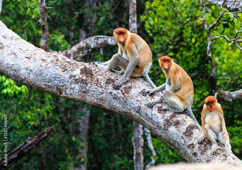 Family of Proboscis Monkeys in a tree