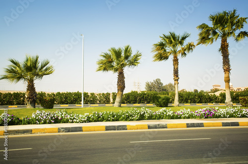 View of a marking of the road and palm tree. Egypt