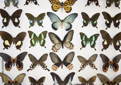 Cased Collection of Exotic Butterflies 