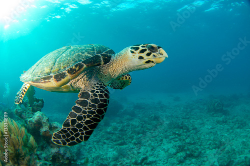 HawksBill Turtle In Florida Keys