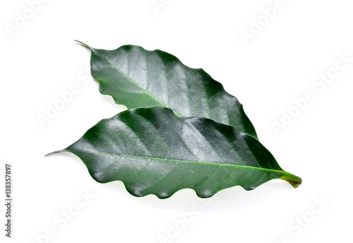 Green coffee leaves isolated on white background