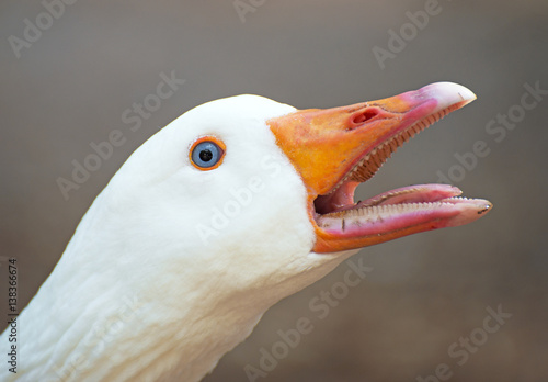 Portrait of white screaming goose outdoors.