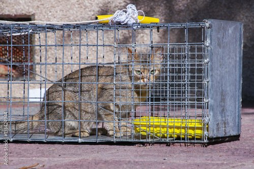 Gato callejero atrapado en trampa para gatos