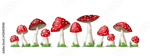 Illustration of some fly mushrooms in front of white background, panoama