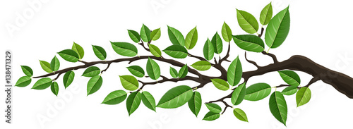 Horizontal banner with tree branch and green leaf, isolated on white. For background, footer, or nature design 