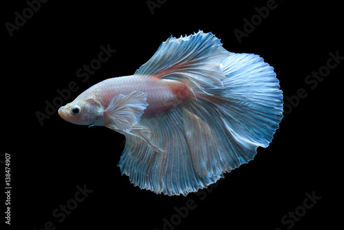 Pink fighting fish isolated on black background