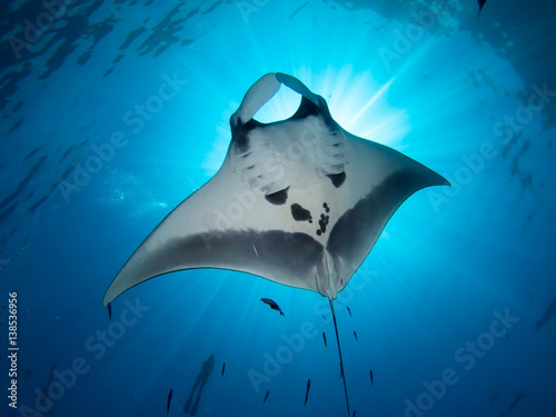Giant Manta ray from underneath blocking out sun with a snorkeler on the surface.