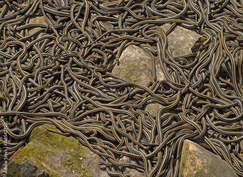 Group of common garter snakes (sub species red sided garter snake Thamnophis sirtalis parietalis) mating in Narcisse Snake Dens, Manitoba, Canada.