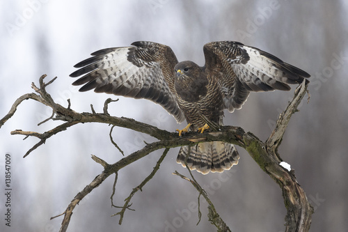 Buzzard Buteo buteo landing on the branch