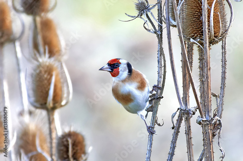 European goldfinch (Carduelis carduelis)