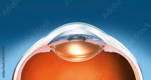 Human eye anatomy, medical illustration 3D
