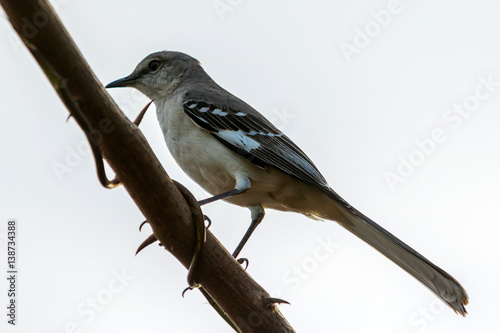 cuban pewee