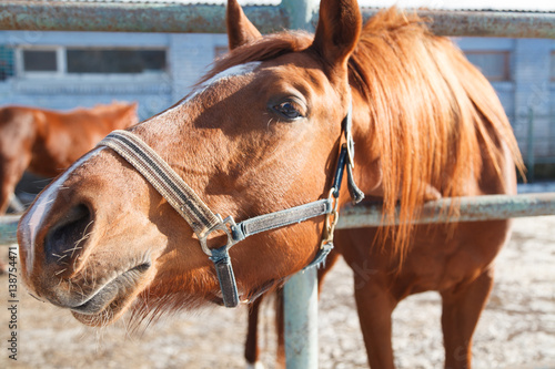 Portrait of a horse, brown horse