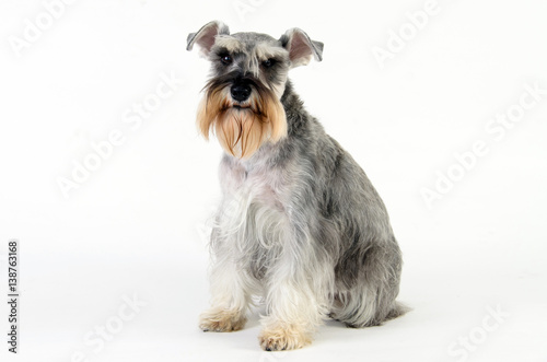 schnauzer seated on white background