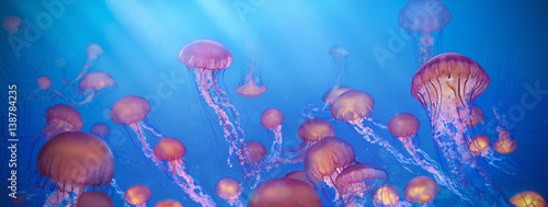 school of jellyfish illustration, Sea Nettle