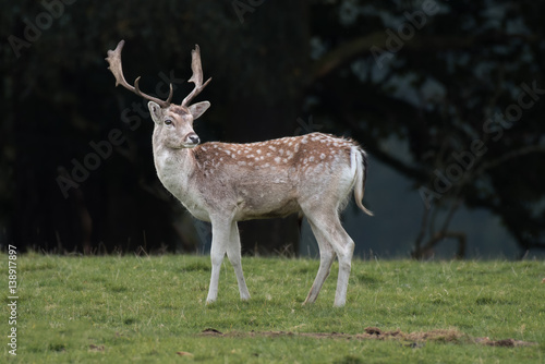 A young fallow deer stag standing on grass with a dark forest in the background sideways profile angle and looking slightly back.