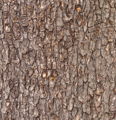 Seamless old tree bark background.