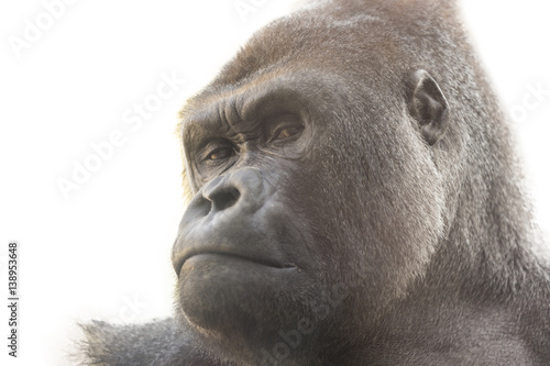 Portrait of a gorilla with white background. Isolated for use in editing.