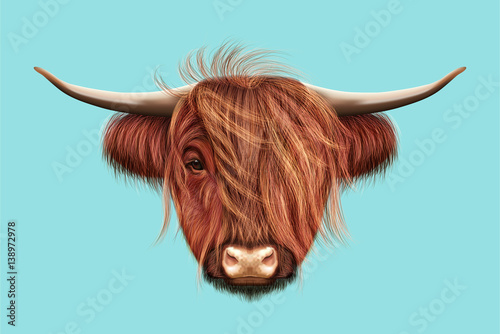 Illustrated portrait of Highland cattle