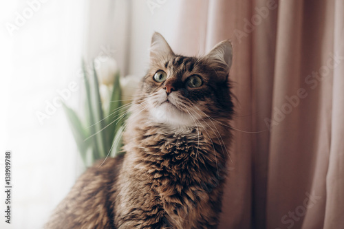 beautiful cat looking with curios green eyes big whiskers and funny emotions on background of window room with tulips. maine coon. space for text. morning light