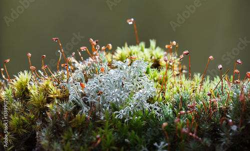 Rain drops on lichen and moss