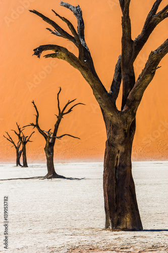 Dead Camelthorn Trees in Deadvlei, Sossusvlei. Namib-Naukluft National Park, Namibia, Africa.