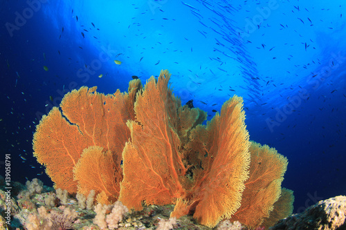 Tropical fish on coral reef underwater in ocean
