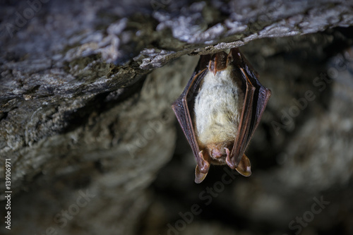 Greater mouse-eared bat (Myotis myotis)