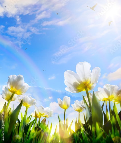 art Spring tulip flower on blue sky background; Happy Easter Day