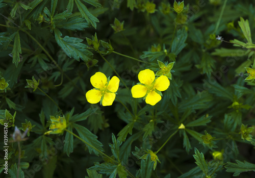 Common Tormentil or Septfoil (Potentilla erecta), hesse, germany, europe