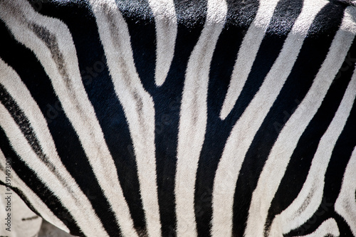 Zebra zbliżenie