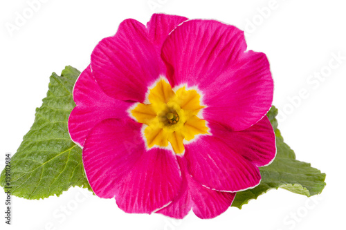 Spring flower of pink primula on white background