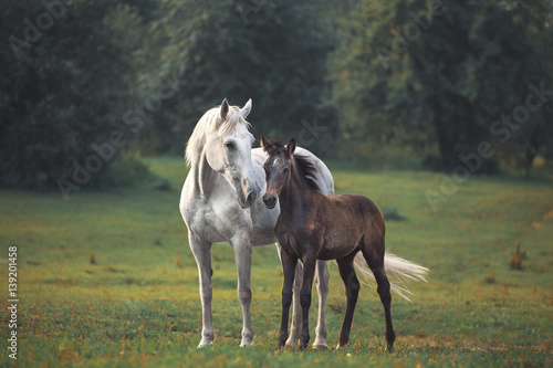 Mother's horse love