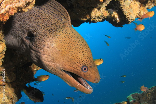 Giant Moray Eel