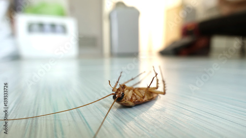 Martwy karaluch na podłodze